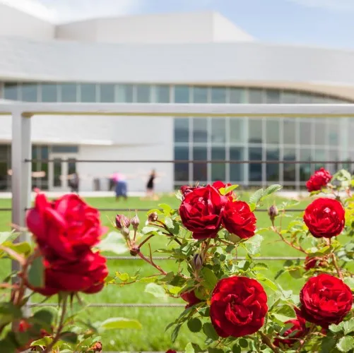 Red flowers in front of ENT Center.